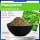 Pennywort Extract (Powder) : สารสกัดใบบัวบก(ผง)