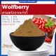 Wolfberry Extract (Powder) : สารสกัดจากเก๋ากี้(ผง) 